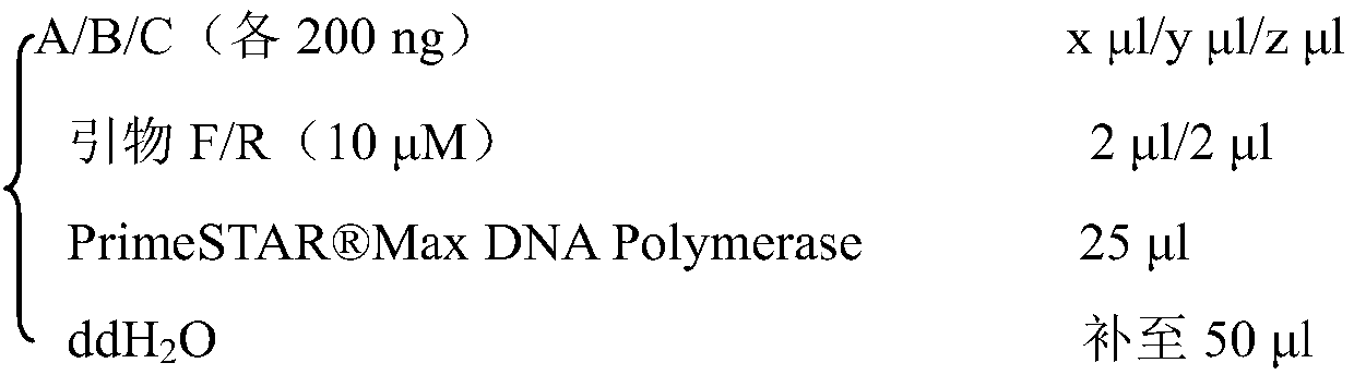 Engineering strain for producing high-molecular-weight hyaluronic acid, construction method thereof and application of engineering strain in producing high-molecular-weight hyaluronic acid