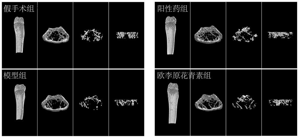 Prunus humilis procyanidine as well as preparation method, application and medicine thereof