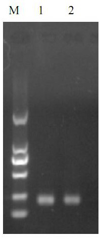 Identification kit and identification method for Culex pipiens and Culex fasciatus nd5 gene based on high-resolution melting curve