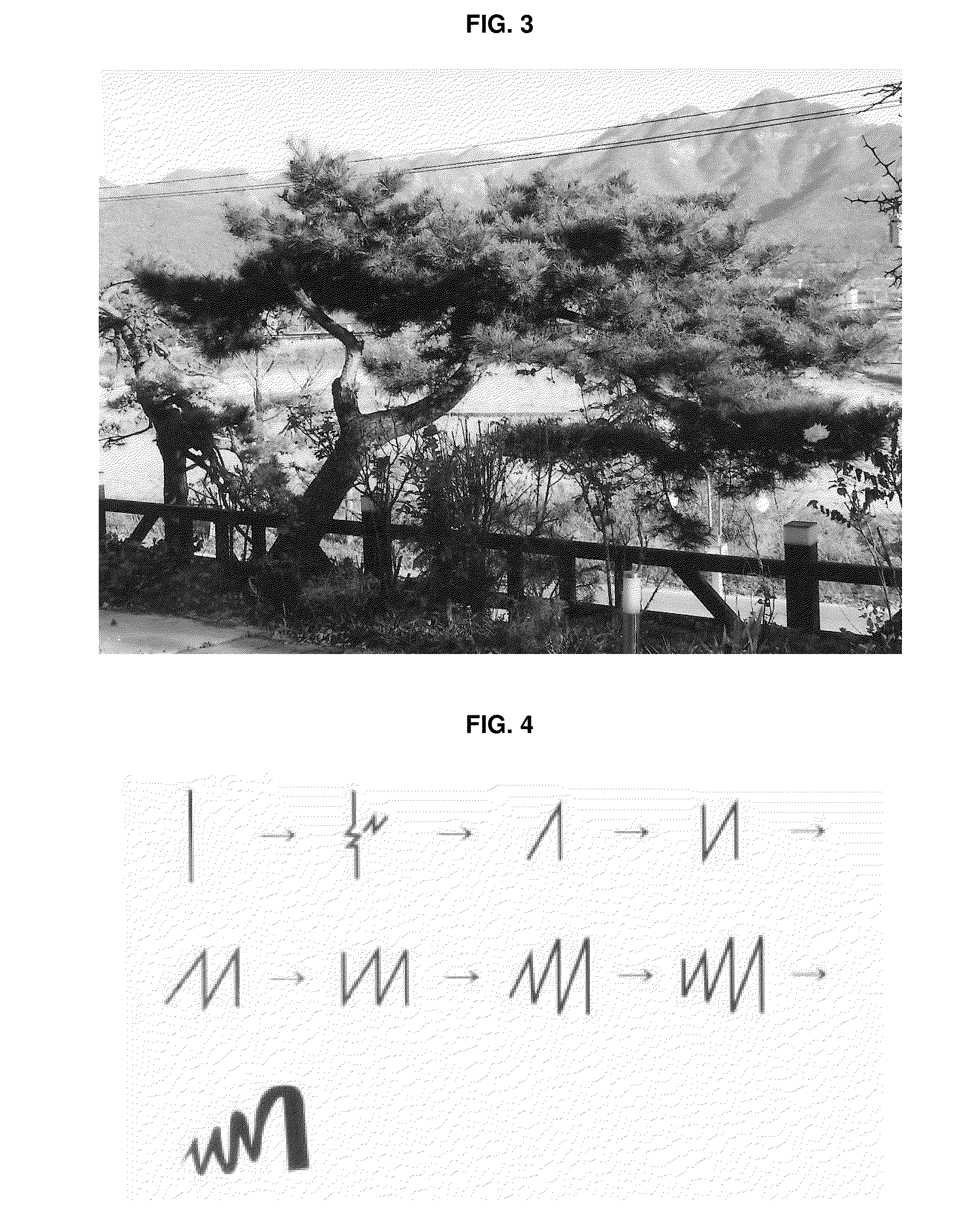 Method for forming ornamental tree by pruning and inducing growth of branches