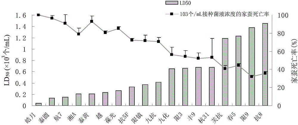 Improved efficient white muscardine silkworm cultivating method