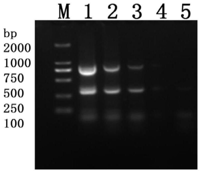 Primer group and kit for duplex PCR detection of fish rhabdoviridae and duplex PCR detection method of fish rhabdoviridae