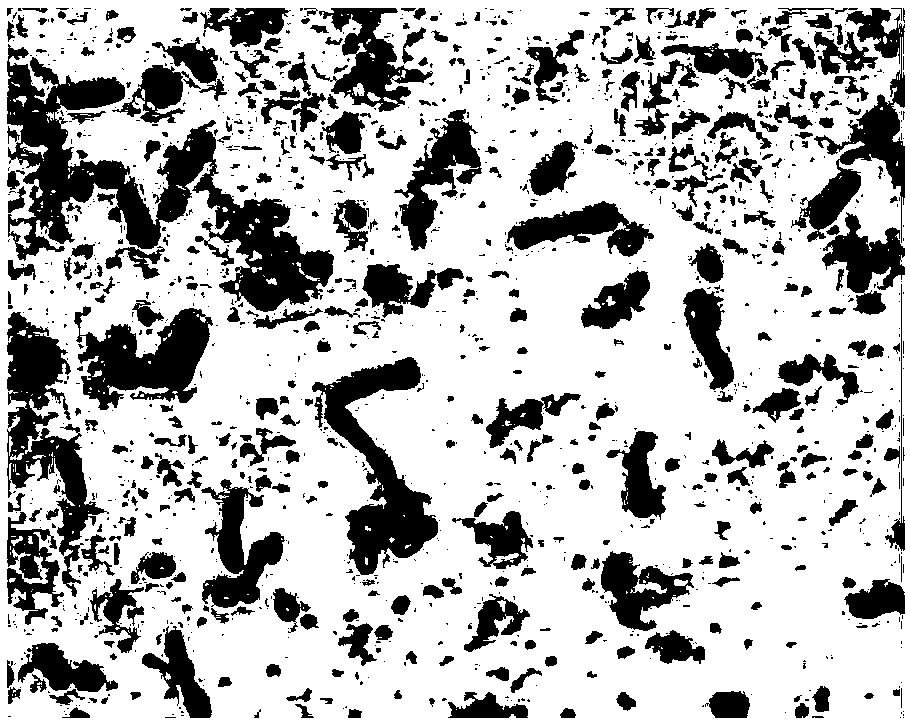 Cadmium-tolerant lysinibacillus sp. for promoting growth of rhizosphere of solanum nigrum L. and application thereof