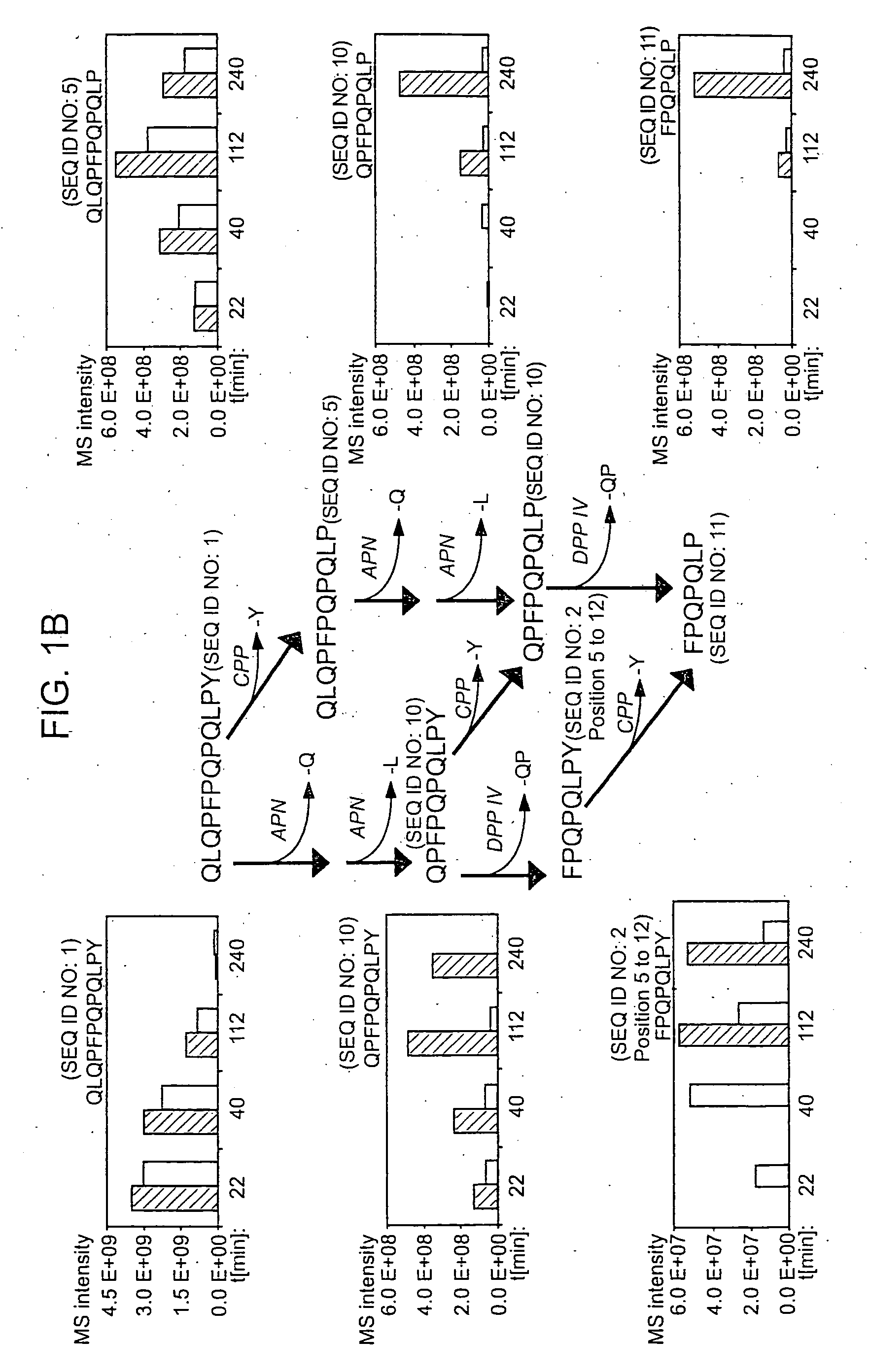 Peptides for diagnostic and therapeutic methods for celiac sprue