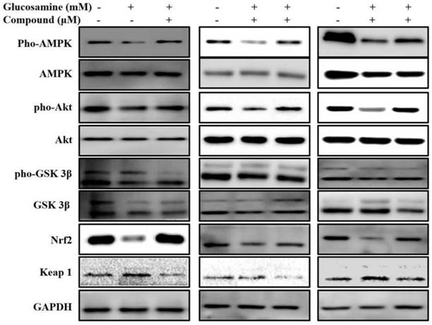 Application of 3-aryl coumarin compound and insulin resistance preparation