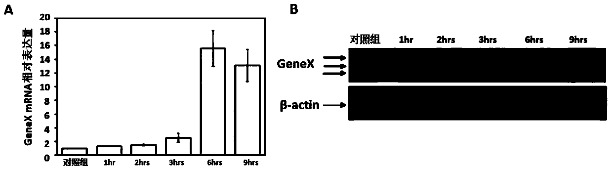 Method and system for finding molecular marker based on transcriptome time sequence dynamic change and gene function association