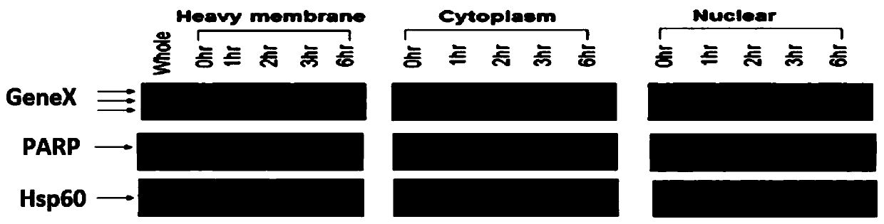 Method and system for finding molecular marker based on transcriptome time sequence dynamic change and gene function association