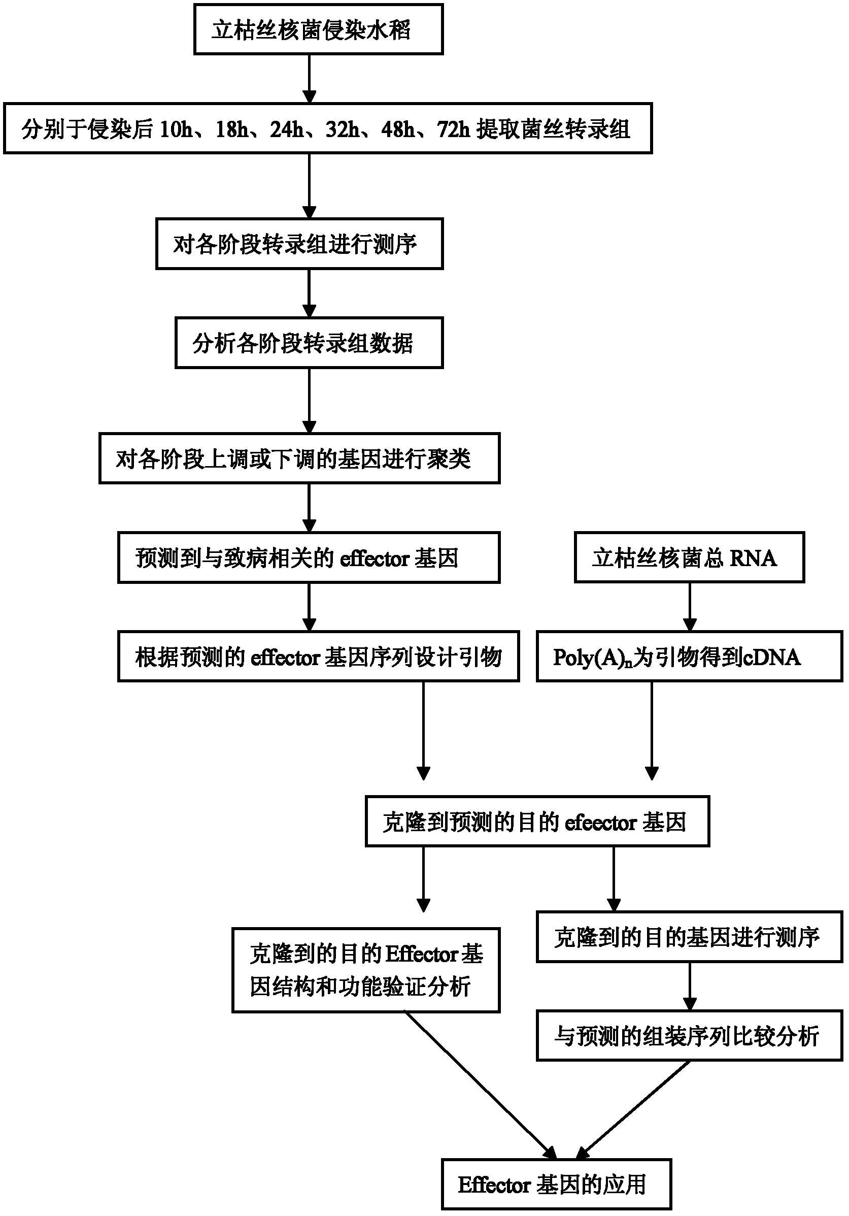 Rice rhizoctonia solani effector gene AG1IA06910 and application thereof