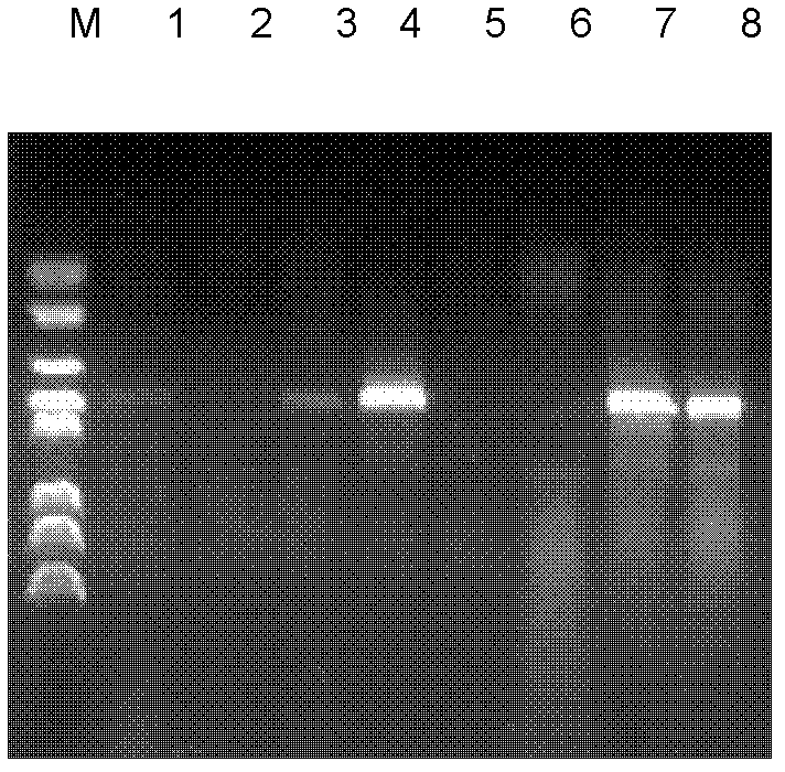 Rice rhizoctonia solani effector gene AG1IA06910 and application thereof