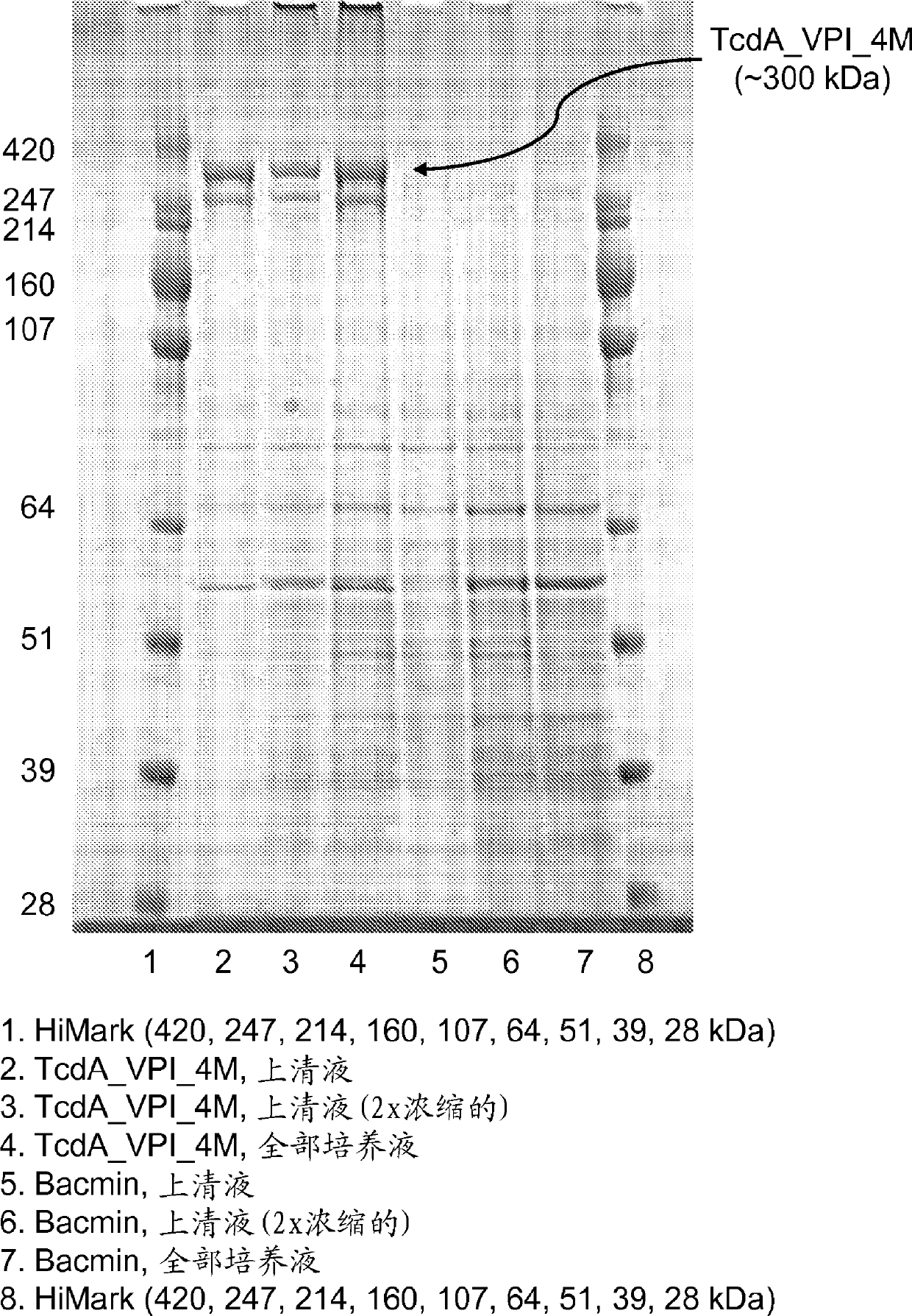 Vaccines against clostridium difficile comprising recombinant toxins