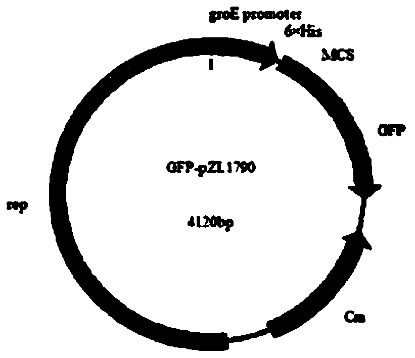 Rough type brucella of recombinant fine-granule echinococcus Eg95 gene and vaccine production method thereof