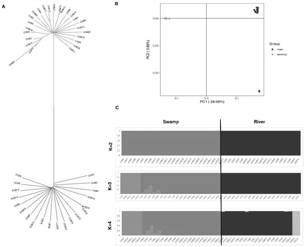 Method for identifying marker of candidate gene related to milk production traits of buffaloes and application