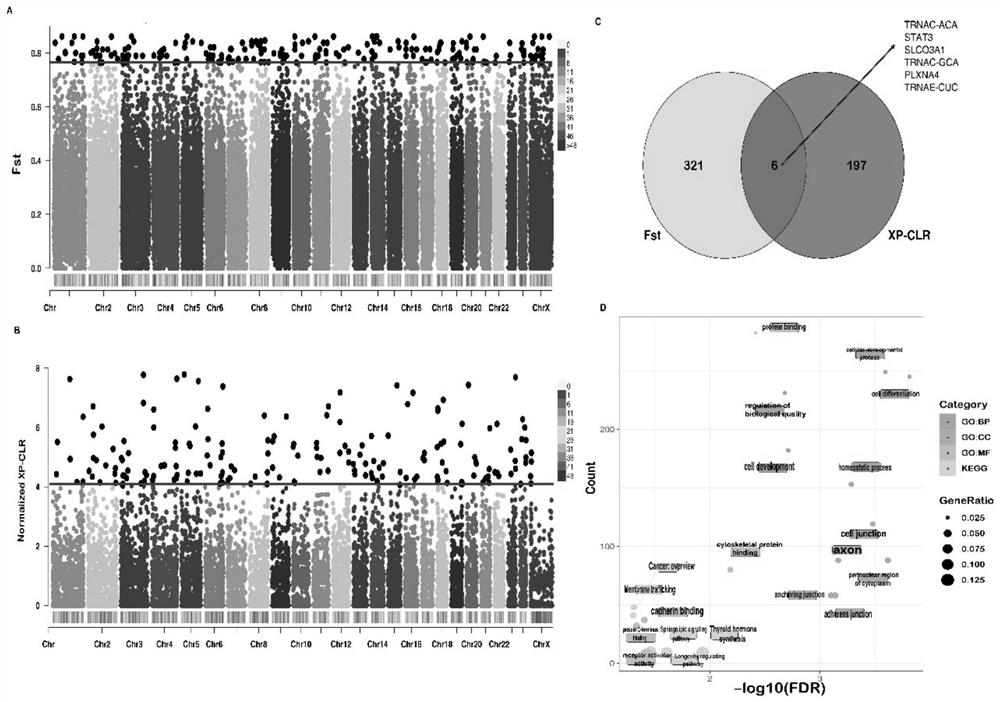 Method for identifying marker of candidate gene related to milk production traits of buffaloes and application