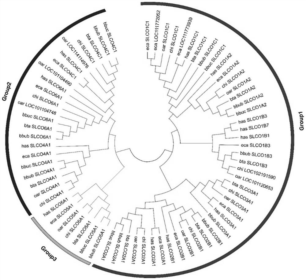 Method for identifying marker of candidate gene related to milk production traits of buffaloes and application