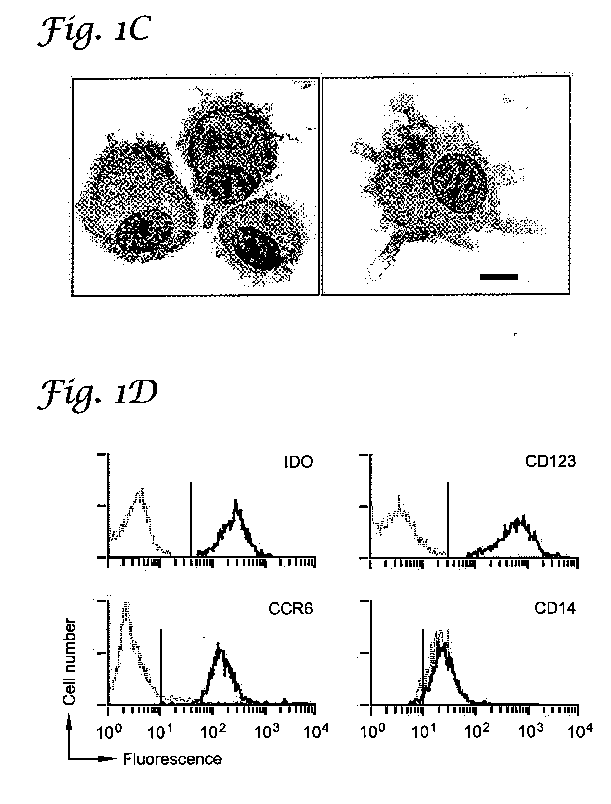 Regulation of T cell-mediated immunity by D isomers of inhibitors of indoleamine-2,3-dioxygenase