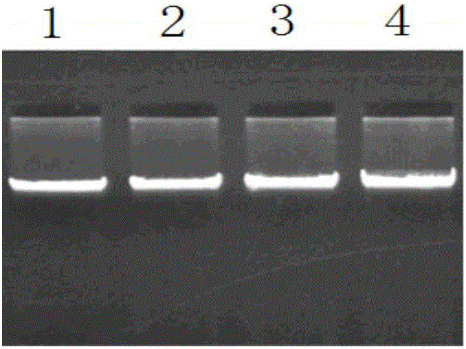 Method for detecting single nucleotide polymorphism of sheep FTH-1 (Ferritin Heavy Polypeptide-1) gene by using PCR-RFLP (Polymerase Chain Reaction-Restriction Fragment Length Polymorphism) and application of method