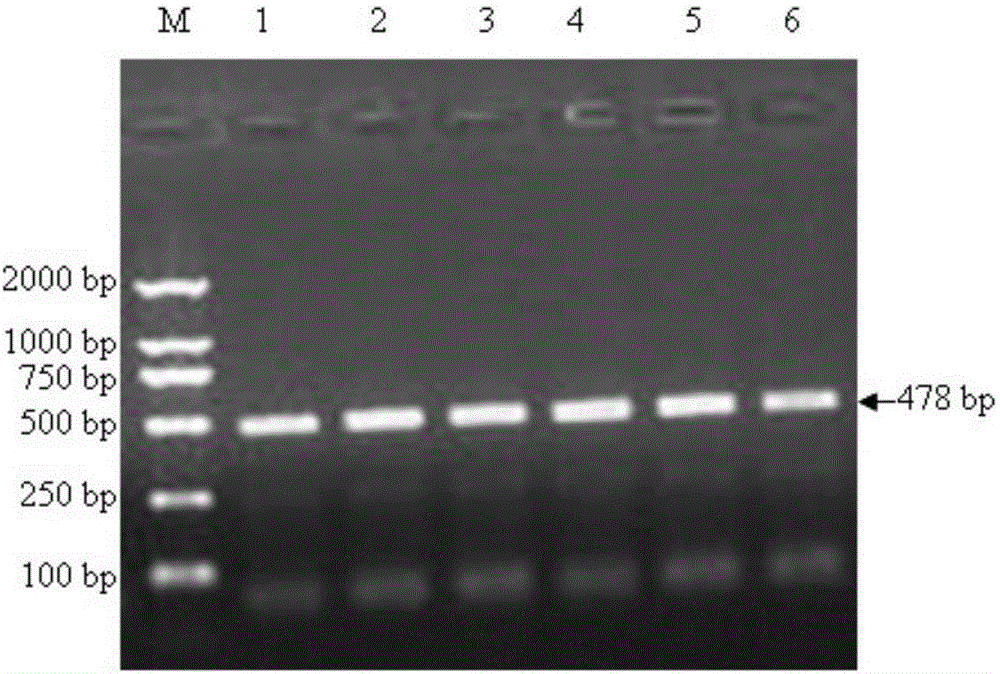 Method for detecting single nucleotide polymorphism of sheep FTH-1 (Ferritin Heavy Polypeptide-1) gene by using PCR-RFLP (Polymerase Chain Reaction-Restriction Fragment Length Polymorphism) and application of method