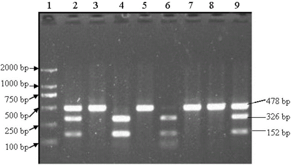 Method for detecting single nucleotide polymorphism of sheep FTH-1 (Ferritin Heavy Polypeptide-1) gene by using PCR-RFLP (Polymerase Chain Reaction-Restriction Fragment Length Polymorphism) and application of method