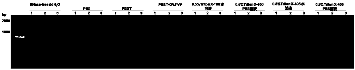 RNA-RP RT-PCR method capable of fast detecting melon viruses