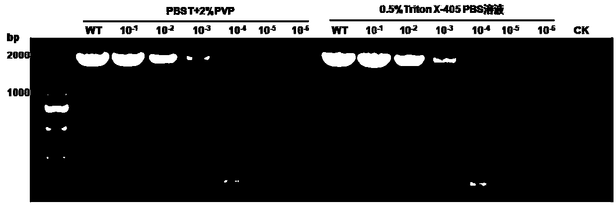 RNA-RP RT-PCR method capable of fast detecting melon viruses