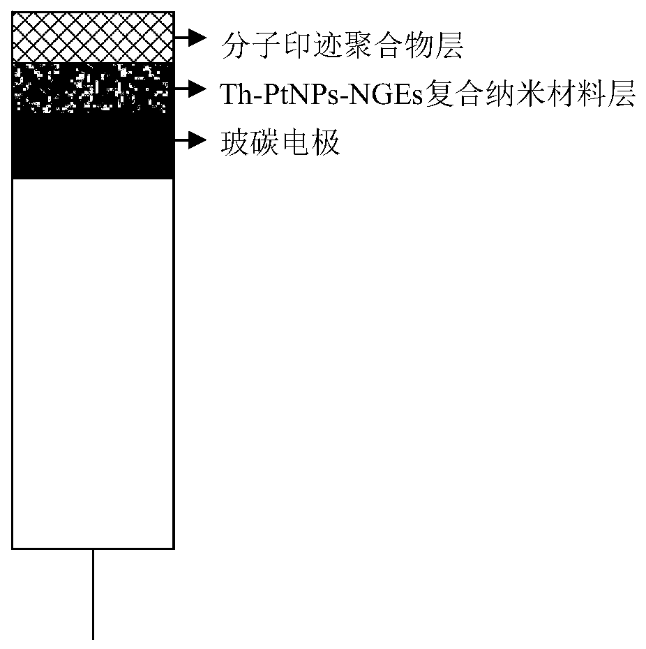 A molecularly imprinted electrochemical sensor for detecting patulin and its preparation method