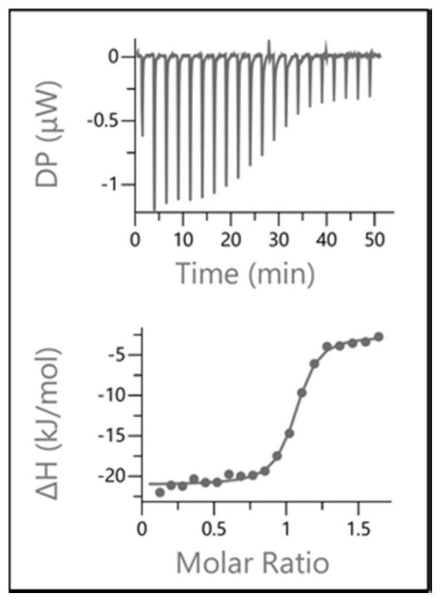 Azaindole derivative containing aza amino acid as well as preparation and application thereof