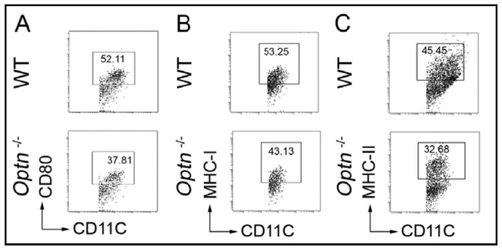 Application of targeting optineurin in the preparation of drugs for the prevention and treatment of autoimmune diseases