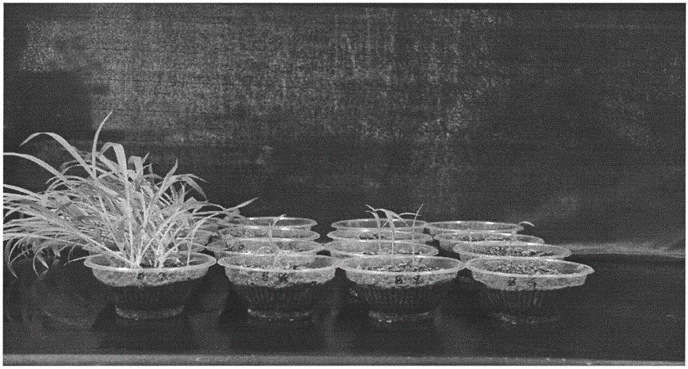 Three-element compounding agent namely bensulfuron methyl.pretilachlor.pendimethalin for preventing and removing drought direct sowing rice field weeds