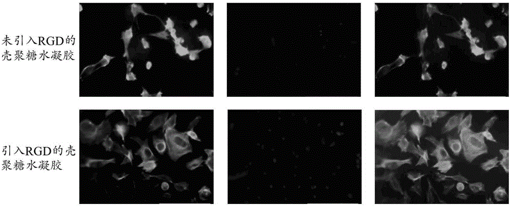 Preparation method of bio-functionalized chitosan hydrogel