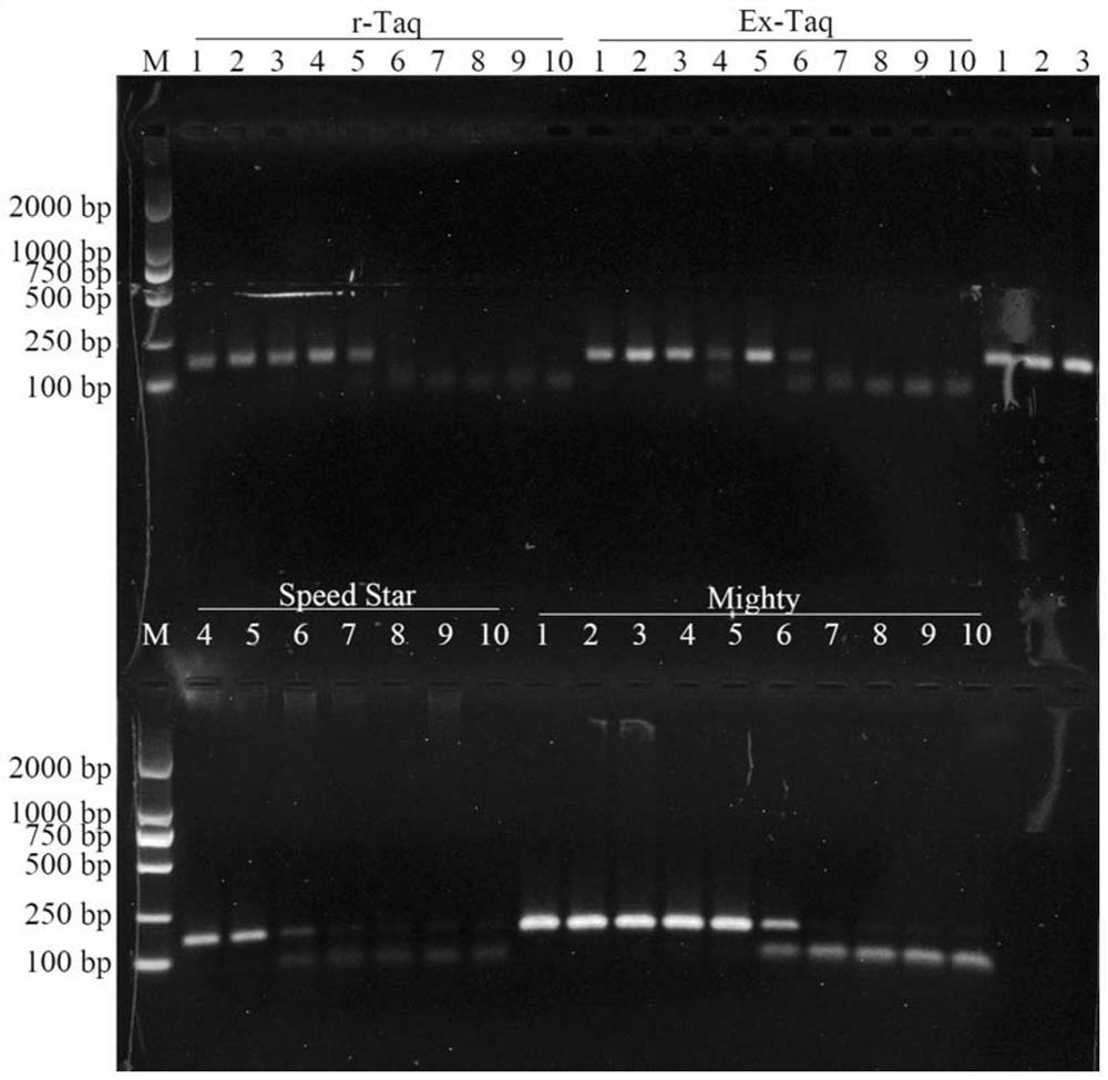 Primer combination for PCR (Polymerase Chain Reaction) identification of bungarus multicinctus medicinal material, standard decoction and traditional Chinese medicine formula granules as well as application and identification method of primer combination