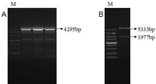 A porcine ucoe regulatory element fragment that enhances exogenous gene expression