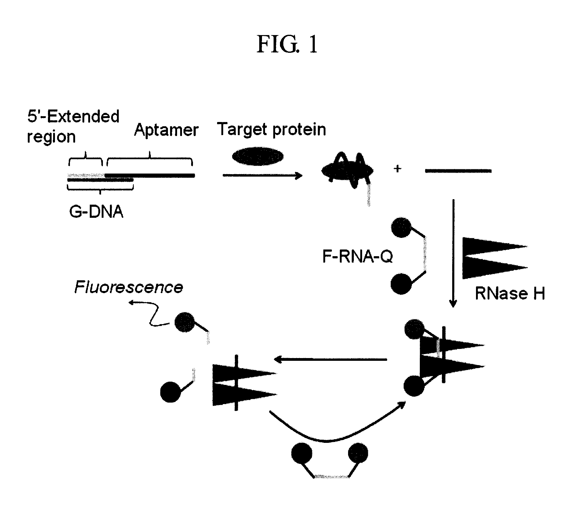 Method and kit for detecting a target protein using a DNA aptamer