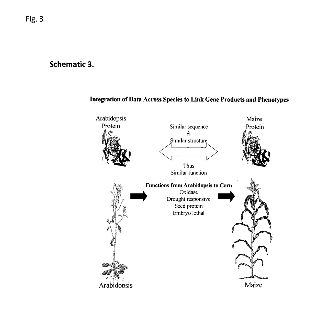 Sequence-determined DNA fragments and corresponding polypeptides encoded thereby