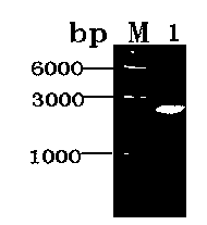 Application of compound Ochrephilone in preparing anti-tuberculosis medicine