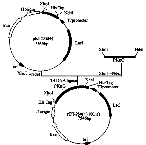 Application of compound Ochrephilone in preparing anti-tuberculosis medicine