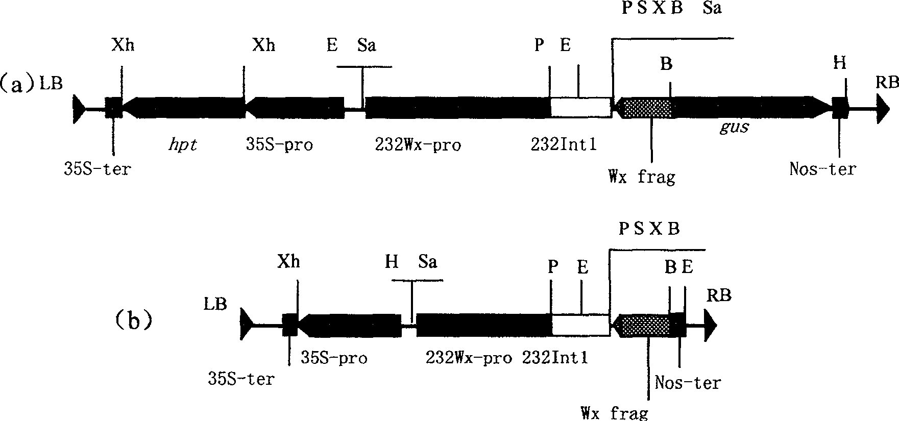 Expression vector of duplicate inverted waxy gene, preparation method, and application