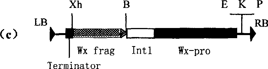 Expression vector of duplicate inverted waxy gene, preparation method, and application