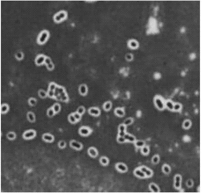 Capsule staining method for streptococcus pneumoniae