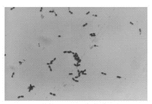 Lactococcus lactis fermented at low temperature and method for preparing yoghurt by using Lactococcus lactis