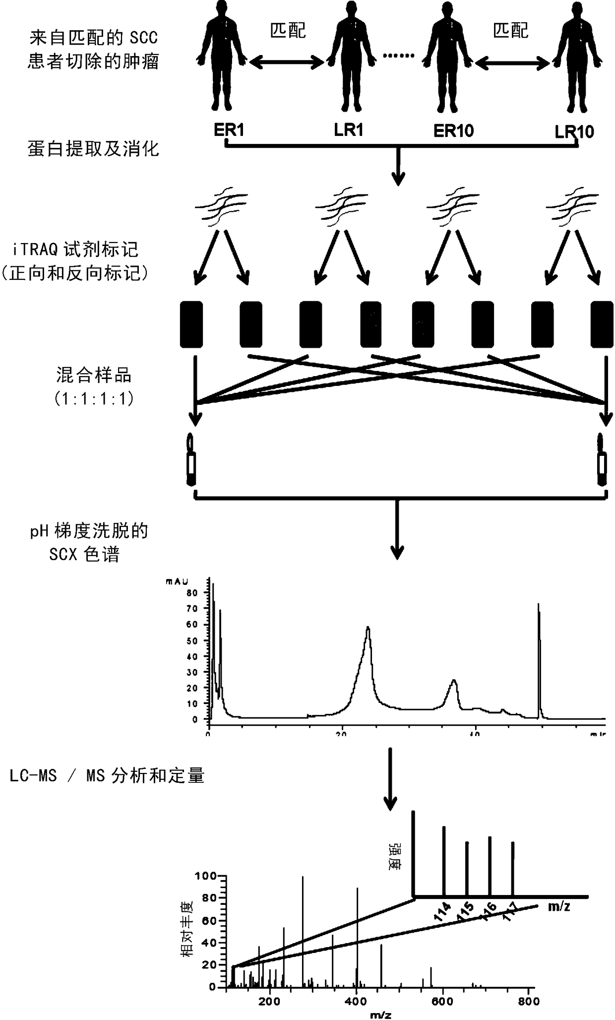 Markers and diagnostic reagents for the diagnosis or prognosis of lung cancer