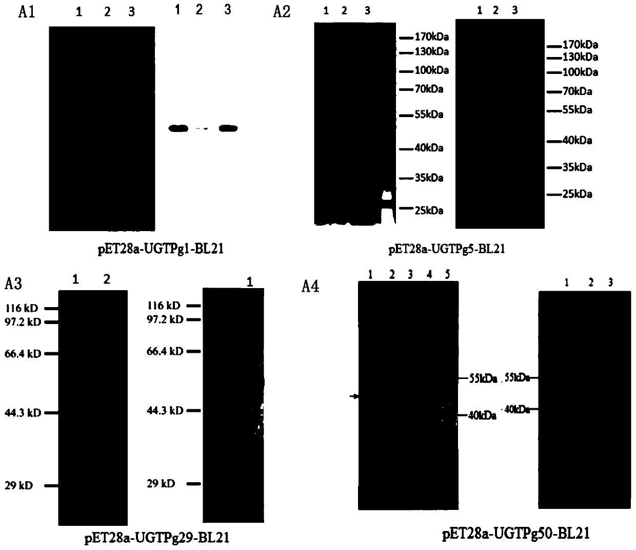 A new catalytic system for preparing rare ginsenosides and its application