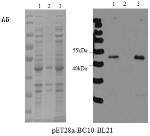 A new catalytic system for preparing rare ginsenosides and its application