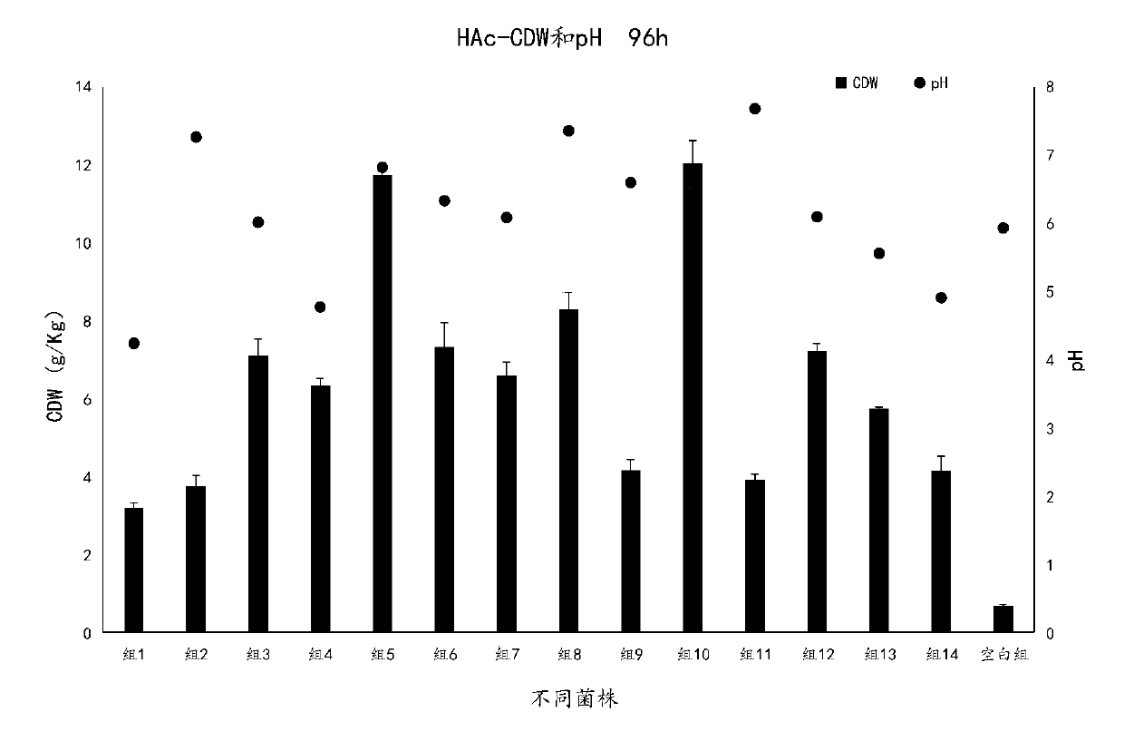 Necteromyces rattus and method for treating high-ammonia-nitrogen biogas slurry by using necteromyces rattus to produce single cell protein