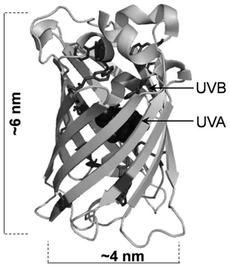 Bright blue fluorescent protein, construction method thereof and application thereof in preparation of protein sun-screening agent