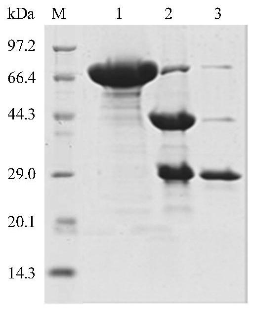 Bright blue fluorescent protein, construction method thereof and application thereof in preparation of protein sun-screening agent