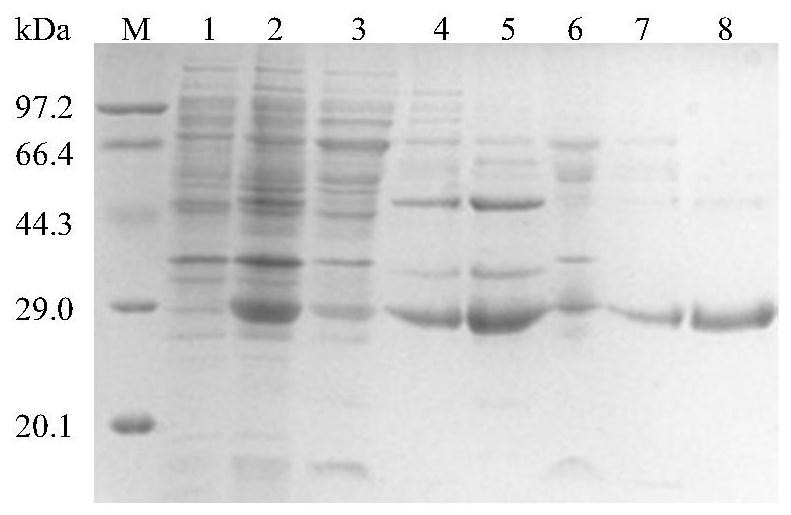 Bright blue fluorescent protein, construction method thereof and application thereof in preparation of protein sun-screening agent