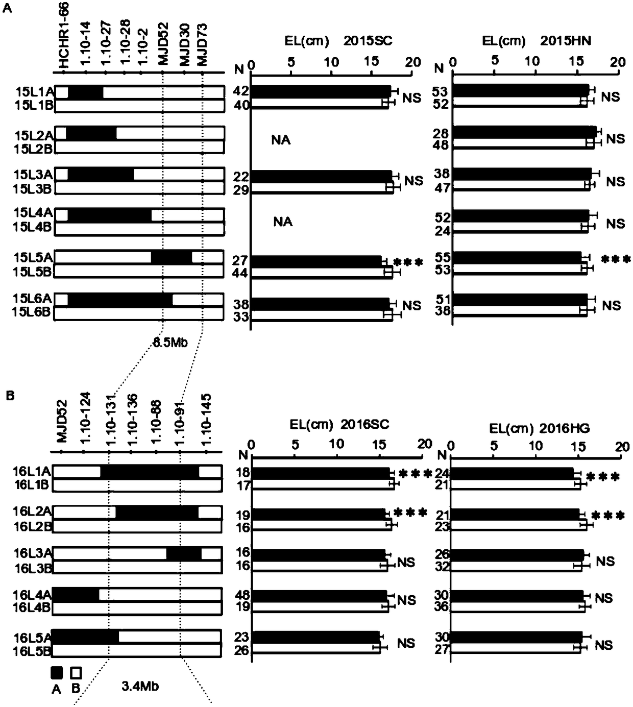 Molecular marker primer for controlling QTL locus of corn ear length and application