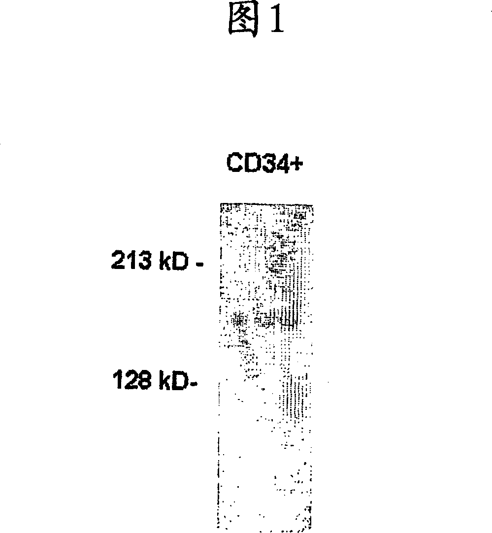 Blood cell production via activation of the hemoglobin scavenger receptor