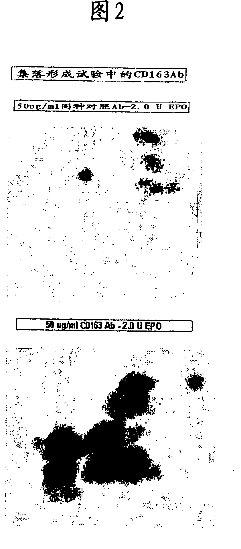 Blood cell production via activation of the hemoglobin scavenger receptor