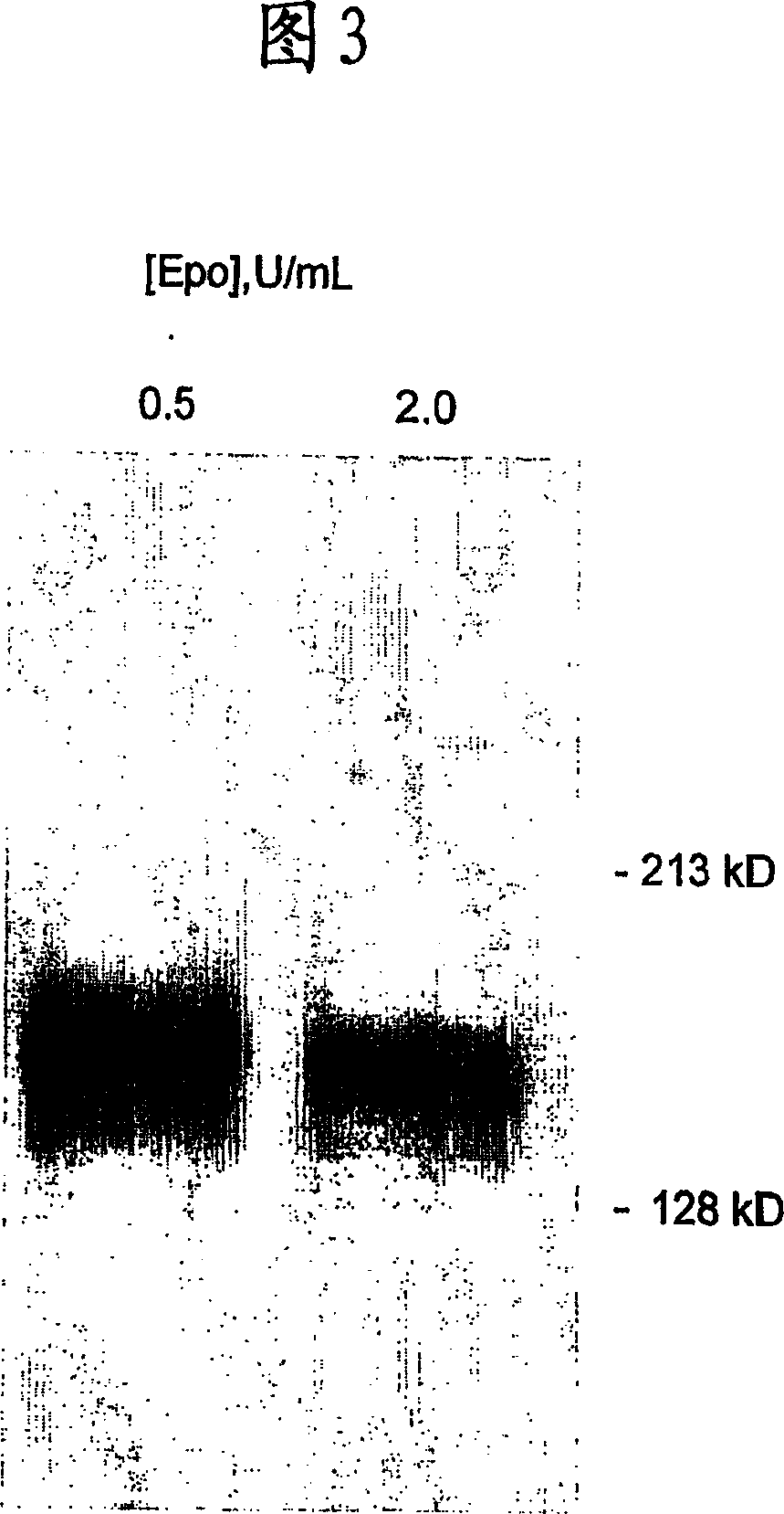 Blood cell production via activation of the hemoglobin scavenger receptor